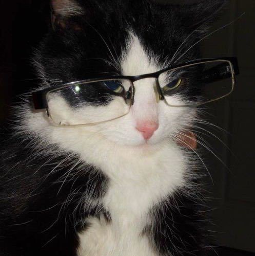 Cute Cat with Glasses